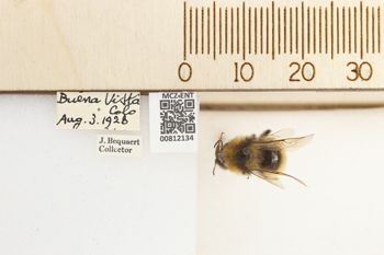 Media type: image;   Entomology 812134 Aspect: labels